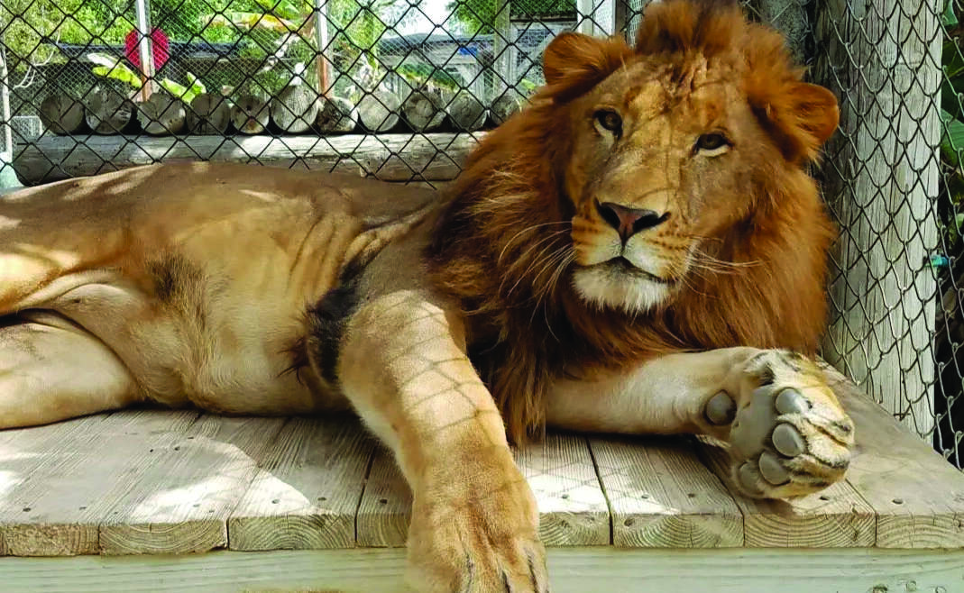 Octagon Wildlife Sanctuary