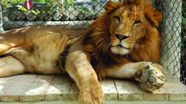 Octagon Wildlife Sanctuary